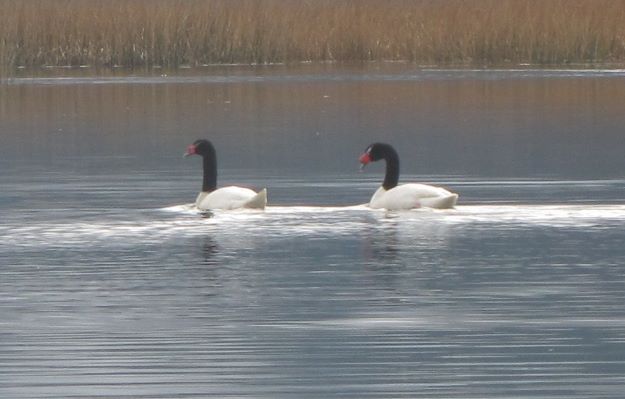 Cisnes