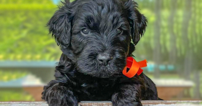 programa-perros-oreo-cachorro-720x380