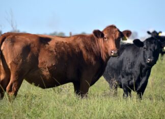Macron endurece su postura y anuncia el veto de Francia al acuerdo UE-Mercosur: recibirá “un no rotundo”