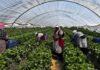 Colombianos, marroquíes y peruanos lideran el acceso al empleo entre extranjeros con arraigo sociolaboral y familiar en España