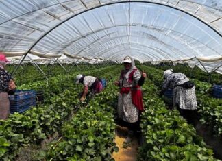 Colombianos, marroquíes y peruanos lideran el acceso al empleo entre extranjeros con arraigo sociolaboral y familiar en España